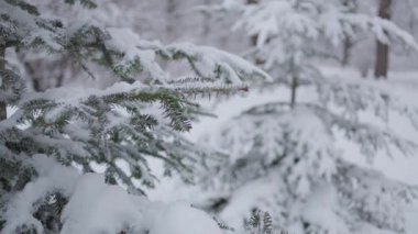 Karda güzel Noel ağaçları. Kış ormanında güzel bir yürüyüş. Ağaçlar, dallar ve çalılar karda. Her yer kar. Ormandaki yol karla kaplı..