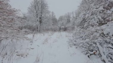 Kış ormanında güzel bir yürüyüş. Ağaçlar, dallar ve çalılar karda. Her yer kar. Ormandaki yol karla kaplı..