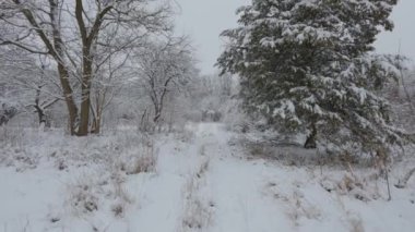 Kış ormanında güzel bir yürüyüş. Ağaçlar, dallar ve çalılar karda. Her yer kar. Ormandaki yol karla kaplı..