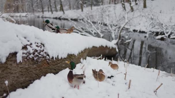 Video Captura Patos Nieve Mordisqueando Alegremente Trozos Pan Entorno Nevado — Vídeos de Stock