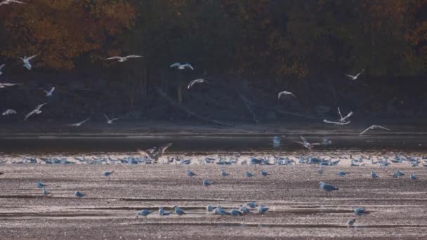 Birçok Martı Göllerde Nehirlerde Kanallarda Balık Avlar Martılar Suyun Üzerinde — Stok video
