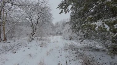 Kış ormanında güzel bir yürüyüş. Ağaçlar, dallar ve çalılar karda. Her yer kar. Ormandaki yol karla kaplı..