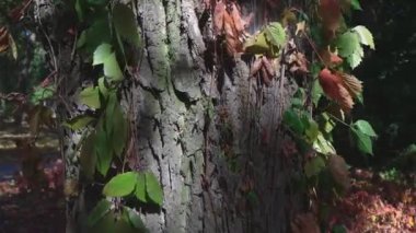 Karıncalar kahverengi bir ağacın kabuğuna tırmanır. Ağacın kabuğu karıncalarla kaplıdır. Gri, kahverengi ağaç kabuğu. Ormanda ilkbahar. Rüzgarda sallanan yeşil yapraklar.