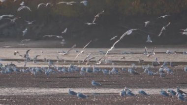 Birçok martı göllerde, nehirlerde ve kanallarda balık avlar. Martılar suyun üzerinde uçar. Martılar zarif bir şekilde suyun yüzeyinde süzülür, kanatları dalgalanan dalgaların üzerinde narin gölgeler bırakır..