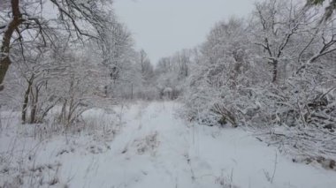 Kış ormanında güzel bir yürüyüş. Ağaçlar, dallar ve çalılar karda. Her yer kar. Ormandaki yol karla kaplı..