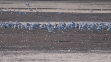 Birçok martı göllerde, nehirlerde ve kanallarda balık avlar. Martılar suyun üzerinde uçar. Martılar zarif bir şekilde suyun yüzeyinde süzülür, kanatları dalgalanan dalgaların üzerinde narin gölgeler bırakır..
