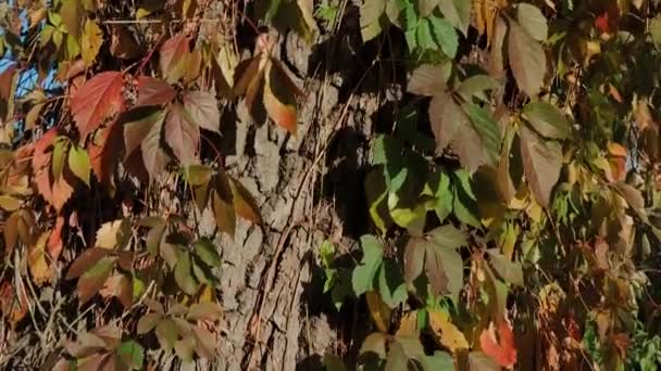 蚂蚁爬上一棵褐色树的树皮 树皮上布满了蚂蚁 棕色树皮 春天在森林里 绿叶在风中摇曳 — 图库视频影像