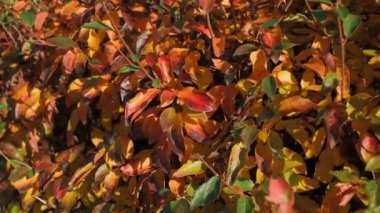 Videoda altın kırmızısı sonbahar yaprakları rüzgarda hafifçe sallanıyor. Huzurlu hareket sonbaharın özünü yakalar. Huzurlu ve güzel bir sahne sunar..