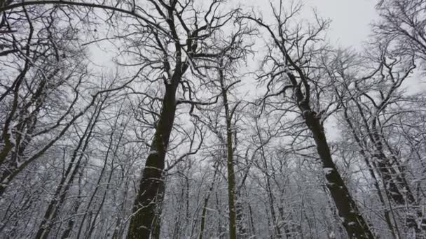 雪に覆われた宝石は 冬の空に茶色の木の幹や枝を明らかにする 自然のワインの美しさは 白い雪と木の芸術的なトーンとのコントラストを示しています — ストック動画