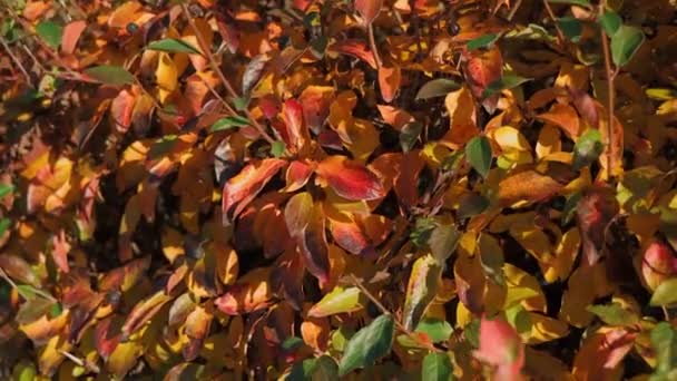 Видео Показаны Золотисто Красные Осенние Листья Мягко Раскачивающиеся Ветру Спокойное — стоковое видео