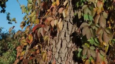 Karıncalar kahverengi bir ağacın kabuğuna tırmanır. Ağacın kabuğu karıncalarla kaplıdır. Gri, kahverengi ağaç kabuğu. Ormanda ilkbahar. Rüzgarda sallanan yeşil yapraklar.
