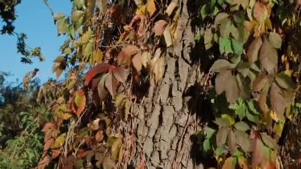 蚂蚁爬上一棵褐色树的树皮 树皮上布满了蚂蚁 棕色树皮 春天在森林里 绿叶在风中摇曳 — 图库视频影像