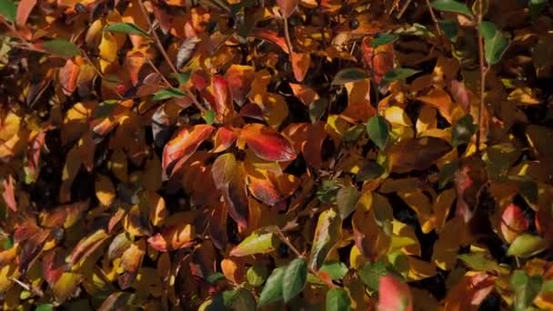 这段录像在清澈的背景下展现了秋天树叶迷人的景象 用红色 黄色和橙色的色调画自然的画布 — 图库视频影像