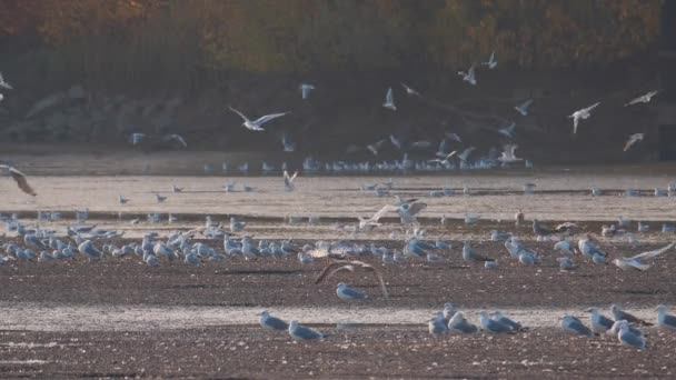 许多河鸥在湖泊 河流和运河中捕猎鱼 海鸥在水面上飞翔 海鸥优雅地在水面上滑行 它们的翅膀在波涛中投射出纤细的影子 — 图库视频影像