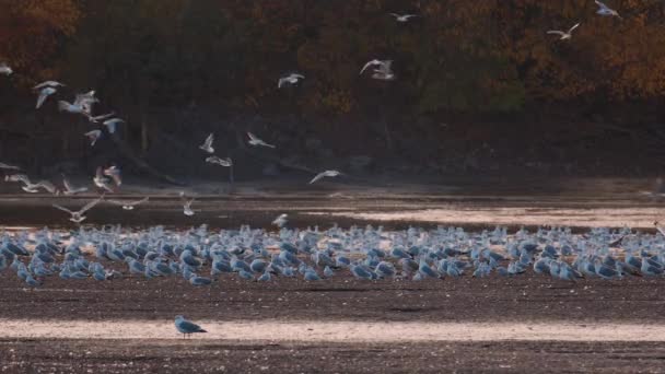 Wiele Mew Rzecznych Poluje Ryby Jeziorach Rzekach Kanałach Mewy Przelatują — Wideo stockowe