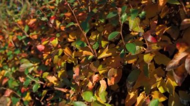 Videoda, berraklığın arka planına karşı yapılmış sonbahar yeşilliklerinin büyüleyici bir görüntüsü yer alıyor. Doğanın tuvalini kırmızı, sarı ve turuncu renklerle boyuyorum..