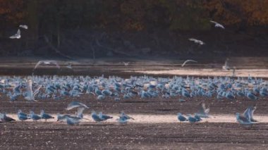 Birçok martı göllerde, nehirlerde ve kanallarda balık avlar. Martılar suyun üzerinde uçar. Martılar zarif bir şekilde suyun yüzeyinde süzülür, kanatları dalgalanan dalgaların üzerinde narin gölgeler bırakır..