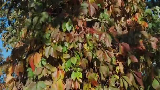 这段录像在清澈的背景下展现了秋天树叶迷人的景象 用红色 黄色和橙色的色调画自然的画布 — 图库视频影像