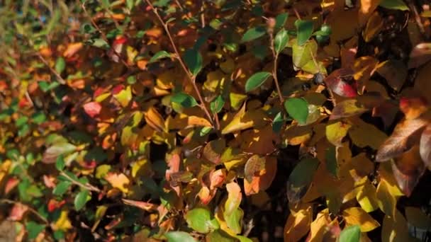 Das Video Zeigt Einen Faszinierenden Anblick Herbstlichen Laubs Vor Dem — Stockvideo