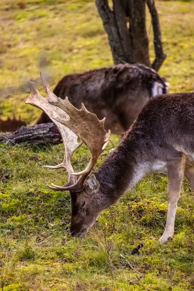 아름다운 공원에서 사슴은 먹는다 아름다운 사슴은 잔디밭에 그레이즈 동물과 — 스톡 사진