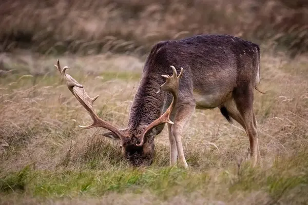 Vackra Rådjur Med Stora Horn Skogen Park Rådjur Äter Gräs — Stockfoto
