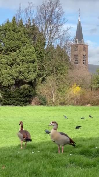 Beautiful Geese Crows Walk Green Lawn Trees Church Background Magnificent — Stock Video