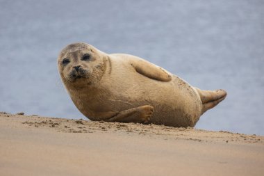 Kumda güzel bir fok yatar. Arka planda mavi deniz. Bir fok altın kumun üzerinde duruyor. Fok yemekten sonra uyur..