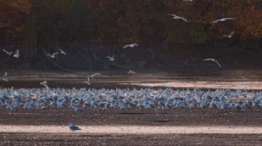 Birçok martı göllerde, nehirlerde ve kanallarda balık avlar. Martılar suyun üzerinde uçar. Martılar zarif bir şekilde suyun yüzeyinde süzülür, kanatları dalgalanan dalgaların üzerinde narin gölgeler bırakır..