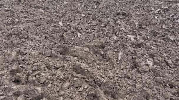 Beautiful Black Earth Arable Field Which Plowed Planting Wheat Corn — Stock Video