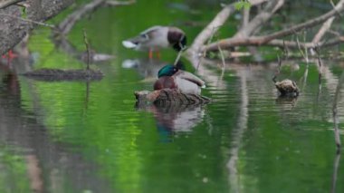 Ördekler uyur, tüylerini temizler, yosun yerler. Ördekler suya çok güzel yansıtılır. Bir ördek ailesi, kazlar su kanalında, nehirde, gölde yüzüyor. Güzel vahşi ördekler devrilmiş bir ağacın üzerinde duruyor..