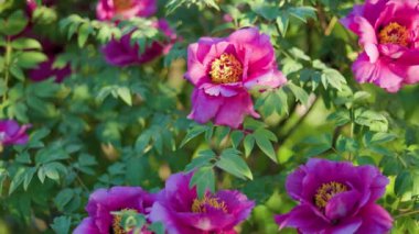 Yeşil arka planda güzel kırmızı şakayık. Rüzgarda sallanan güzel bir çiçek. Güneş ışınları yeşil yaprakları ve otları aydınlatıyor..