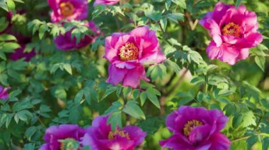 Yeşil arka planda güzel kırmızı şakayık. Rüzgarda sallanan güzel bir çiçek. Güneş ışınları yeşil yaprakları ve otları aydınlatıyor..