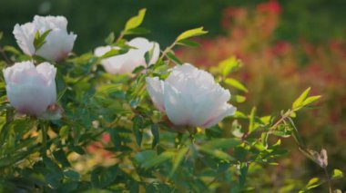 Yeşil arka planda güzel kırmızı şakayık. Rüzgarda sallanan güzel bir çiçek. Güneş ışınları yeşil yaprakları ve otları aydınlatıyor..