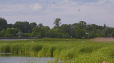 Birçok martı göllerde, nehirlerde ve kanallarda balık avlar. Martılar suyun üzerinde uçar. Martılar zarif bir şekilde suyun yüzeyinde süzülür, kanatları dalgalanan dalgaların üzerinde narin gölgeler bırakır..