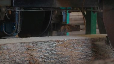 Bıçkıhanede, bir testere kahverengi ahşap keser. Ağaç kabuğu ve eski paslı testere. Yakın plan. Kereste fabrikasında çalış. Tahta ve odun parçalarından toz uçar.