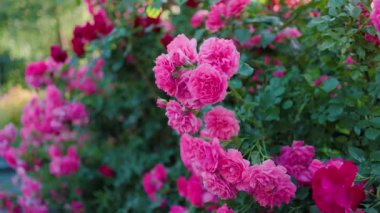 Yeşil yapraklardan oluşan arka planda güzel pembe güller. Bu büyüleyici videoda narin pembe güllerin büyüleyici güzelliği sizi büyüleyecek..
