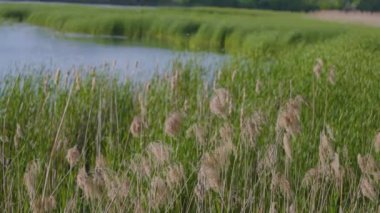 Sazlıklar rüzgarda sallanıyor. Batan güneş bitkileri, otları, nehir kamışlarını aydınlatır. Arka planda nehir var. Güneş ışınları nehire yansıyor, arka planda parlıyor..