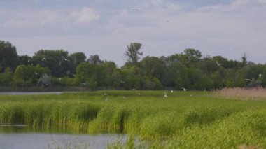 Birçok martı göllerde, nehirlerde ve kanallarda balık avlar. Martılar suyun üzerinde uçar. Martılar zarif bir şekilde suyun yüzeyinde süzülür, kanatları dalgalanan dalgaların üzerinde narin gölgeler bırakır..