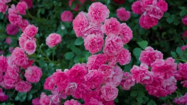 Yeşil yapraklardan oluşan arka planda güzel pembe güller. Bu büyüleyici videoda narin pembe güllerin büyüleyici güzelliği sizi büyüleyecek..