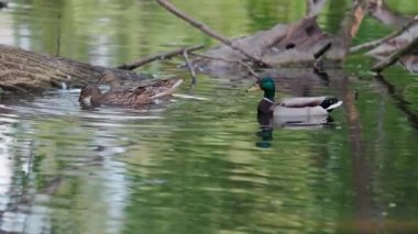 Ördekler uyur, tüylerini temizler, yosun yerler. Ördekler suya çok güzel yansıtılır. Bir ördek ailesi, kazlar su kanalında, nehirde, gölde yüzer..
