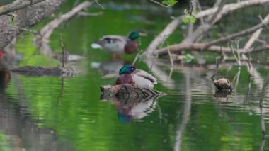 Ördekler uyur, tüylerini temizler, yosun yerler. Ördekler suya çok güzel yansıtılır. Bir ördek ailesi, kazlar su kanalında, nehirde, gölde yüzer..