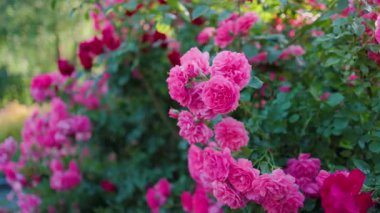 Yeşil yapraklardan oluşan arka planda güzel pembe güller. Bu büyüleyici videoda narin pembe güllerin büyüleyici güzelliği sizi büyüleyecek..