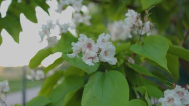 Güzel katalpa çiçeği. Beyaz katalpa çiçekleri ve yeşil yapraklar. Güzel arka plan. Katalpa çiçekleri ve yaprakları rüzgarda sallanıyor.