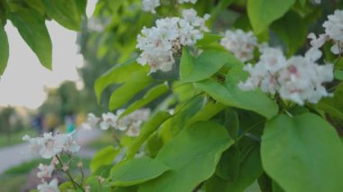 Güzel katalpa çiçeği. Beyaz katalpa çiçekleri ve yeşil yapraklar. Güzel arka plan. Katalpa çiçekleri ve yaprakları rüzgarda sallanıyor.
