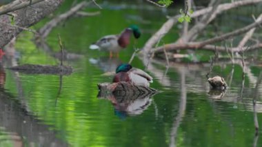 Ördekler uyur, tüylerini temizler, yosun yerler. Ördekler suya çok güzel yansıtılır. Bir ördek ailesi, kazlar su kanalında, nehirde, gölde yüzer.