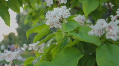 Güzel katalpa çiçeği. Beyaz katalpa çiçekleri ve yeşil yapraklar. Güzel arka plan. Katalpa çiçekleri ve yaprakları rüzgarda sallanıyor.