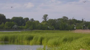 Birçok martı göllerde, nehirlerde ve kanallarda balık avlar. Martılar suyun üzerinde uçar. Martılar zarif bir şekilde suyun yüzeyinde süzülür, kanatları dalgalanan dalgaların üzerinde narin gölgeler bırakır..