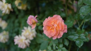 Yeşil yapraklardan oluşan arka planda güzel sarı güller. Bu büyüleyici videoda, sarı güllerin büyüleyici güzelliği karşısında büyüleneceksiniz..