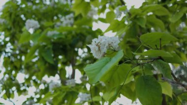 Güzel katalpa çiçeği. Beyaz katalpa çiçekleri ve yeşil yapraklar. Güzel arka plan. Katalpa çiçekleri ve yaprakları rüzgarda sallanıyor.