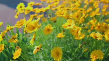 Güzel sarı papatyalar ve yeşil yaprakların manzarası. Çiçekler ve yapraklar rüzgarda sallanıyor. Akşam güneşi çiçekleri aydınlatıyor..